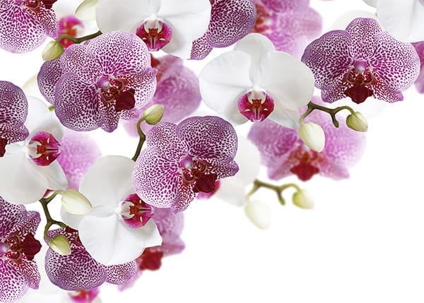 Фотообои Тигровая Орхидея
