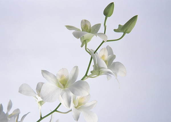 Фотообои Белая Орхидея