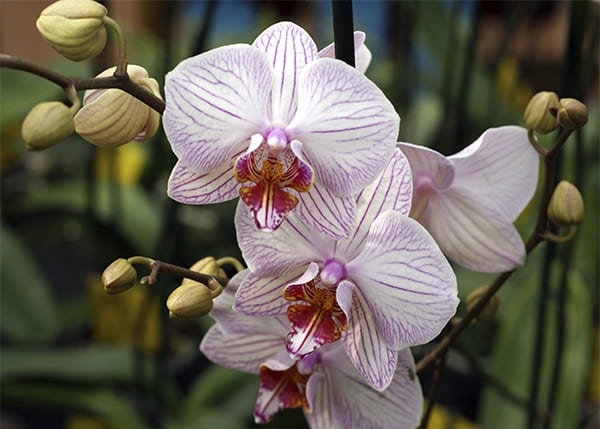 Фотошпалери Цвітіння Орхідеї