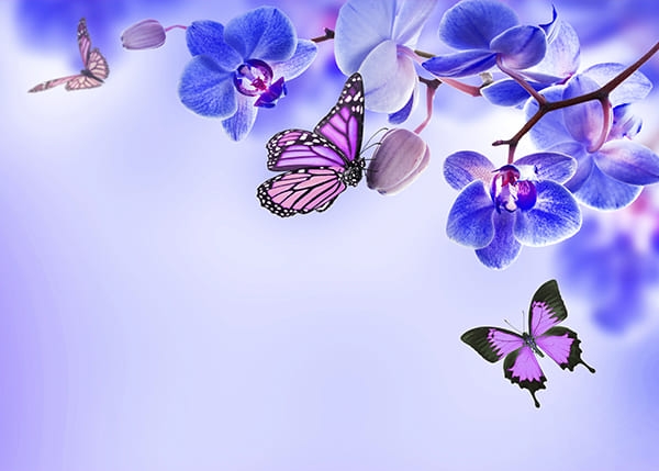 Фотообои Орхидея и бабочки