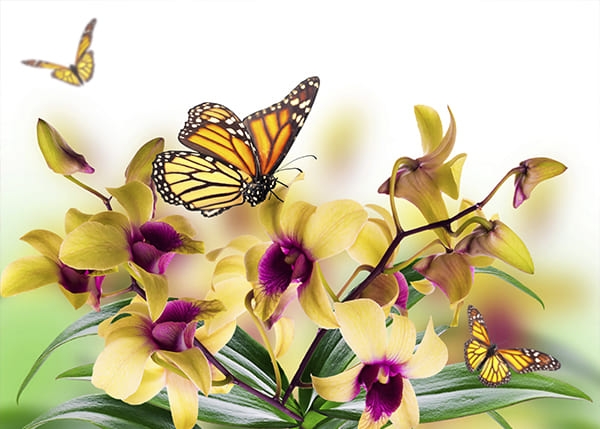 Фотообои Желтая Орхидея с бабочкой