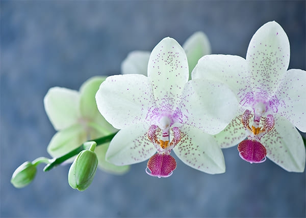 Фотообои Белая Орхидея