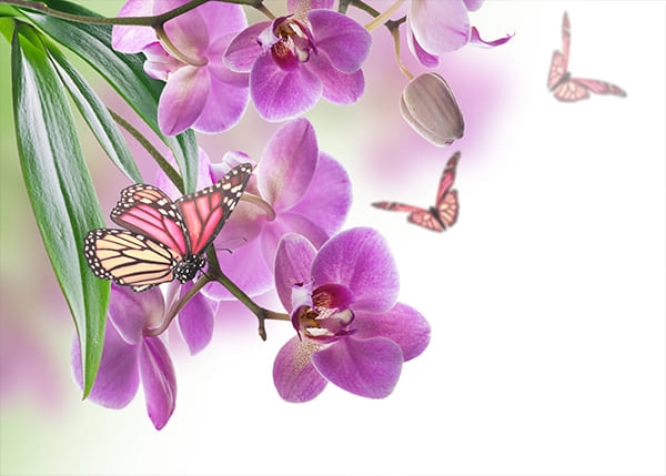 Фотообои Коллаж из сиреневой Орхидеи