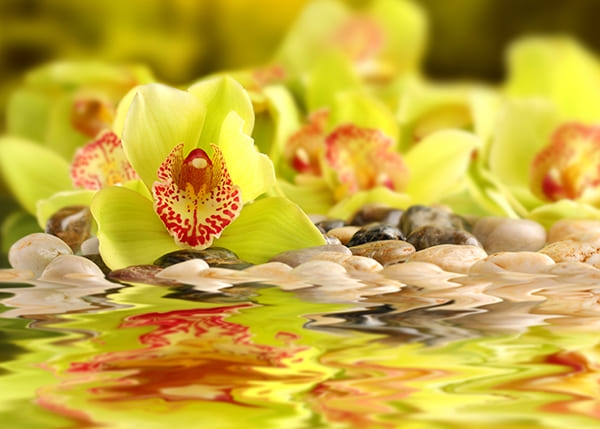 Фотообои Орхидея в отражении