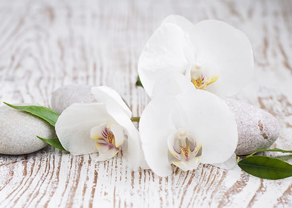 Фотошпалери Гілка білої Орхідеї
