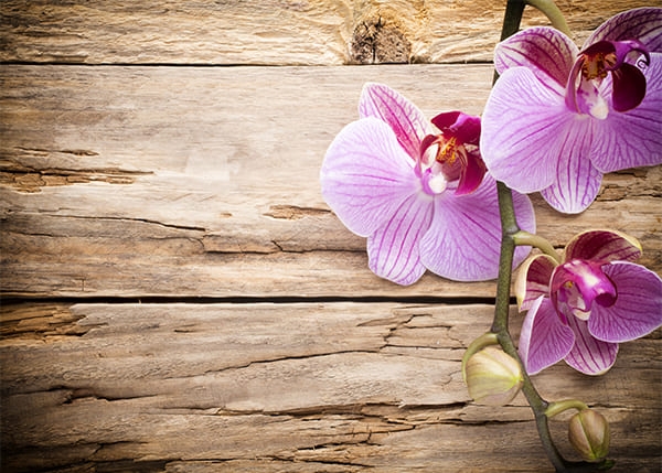Фотообои Орхидея коллаж