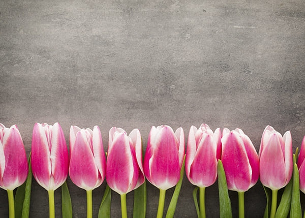 Фотообои Розовые Тюльпаны