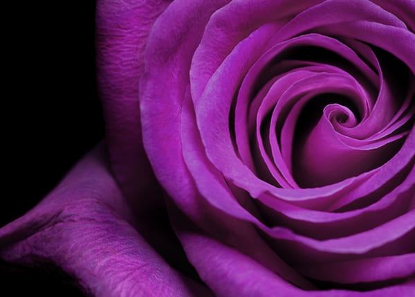 Фотошпалери Фіолетова Троянда