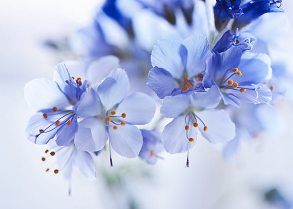 Фотошпалери Польові квіти