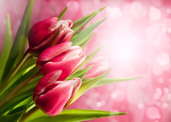 Фотообои Розовые Тюльпаны