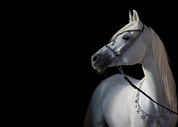 Фотообои Белый конь