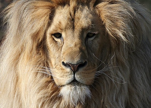 Фотообои Катангский лев
