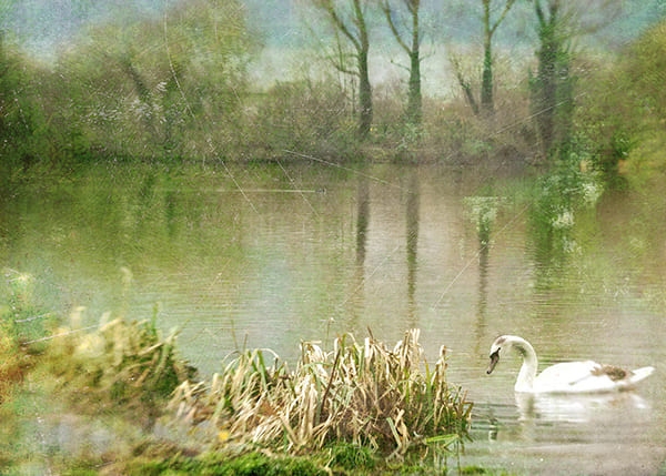 Фотообои Лебедь на пруду