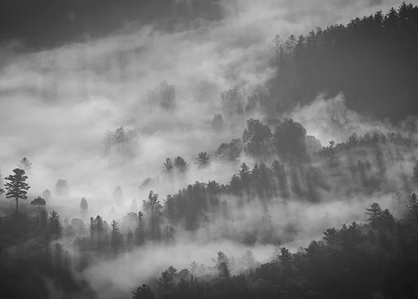 Фотообои  Foggy forest